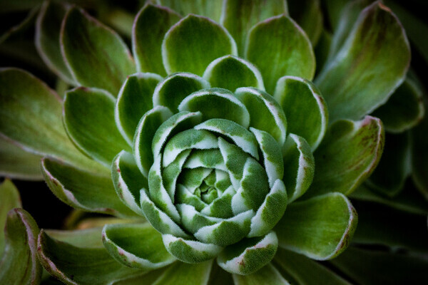 Succulent-3