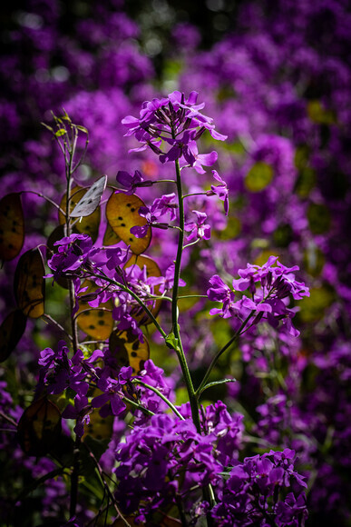 Purple-Floral-