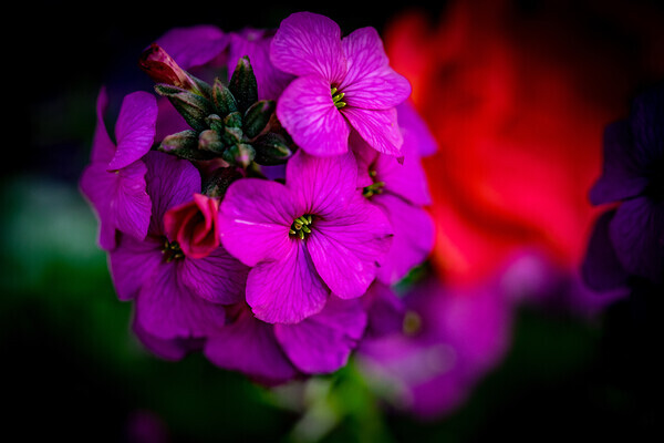 Fuschia-Floral