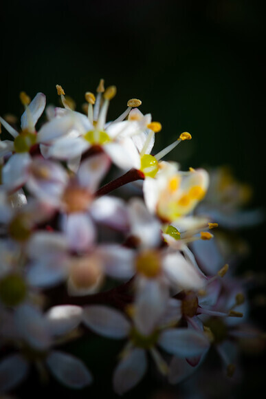 White-Detail-