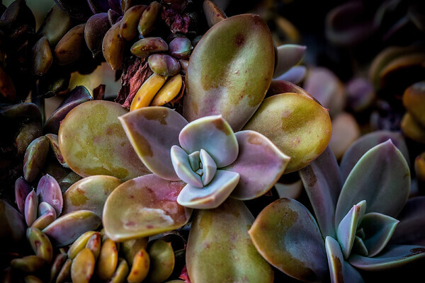 Succulent-1