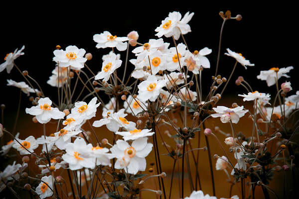 White-Floral