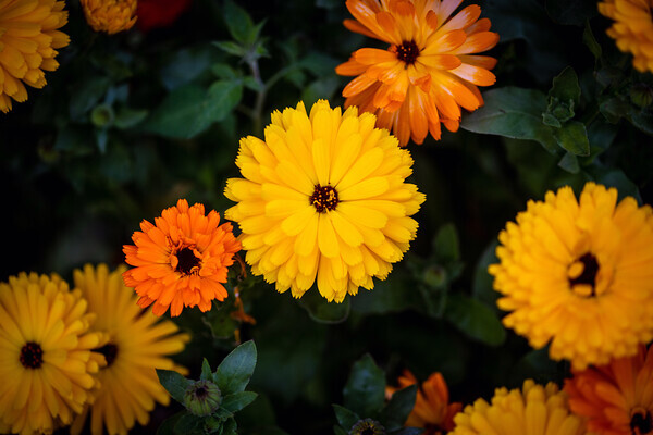 Yellow-and-Orange