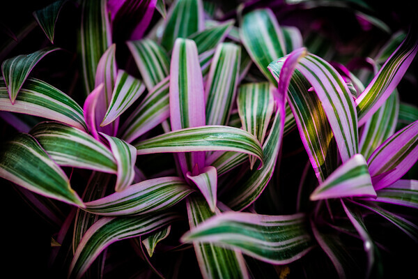 Leaf-Detail-Pink