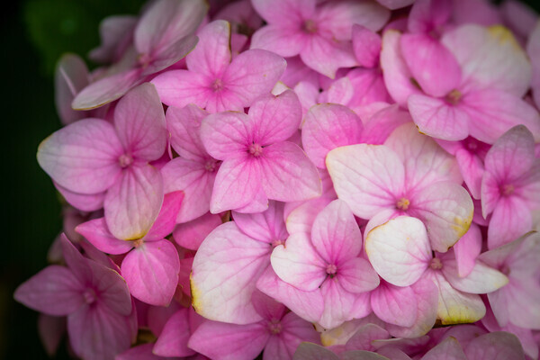 Pink-Floral